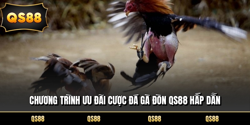 Chương trình ưu đãi cược đá gà đòn QS88 hấp dẫn