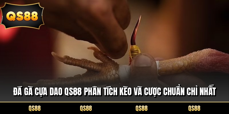 Đá Gà Cựa Dao QS88 Phân Tích Kèo Và Cược Chuẩn Chỉ Nhất