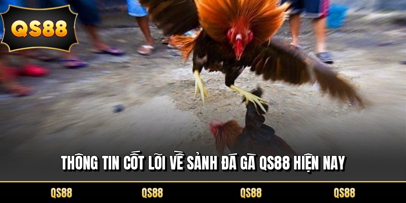 Thông tin cốt lõi về sảnh đá gà QS88 hiện nay